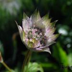 Astrantia 'Neeltje' - Zeeuws knoopje