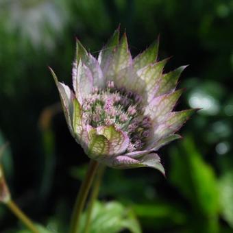 Astrantia 'Neeltje'