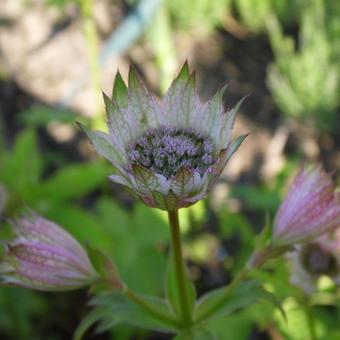 Astrantia 'Neeltje'