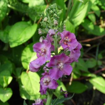 Verbascum phoeniceum