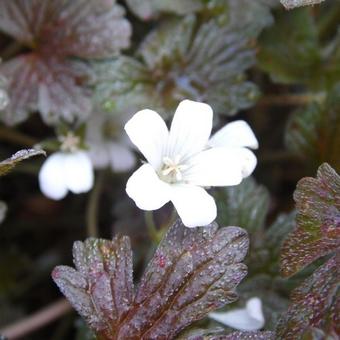 Geranium sessiliflorum 'Sanne'