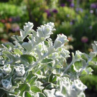 Helichrysum petiolare