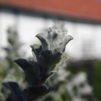 Helichrysum petiolare