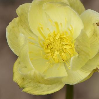 Trollius x cultorum 'New Moon'