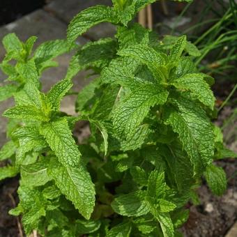 Mentha spicata 'Maroccan'