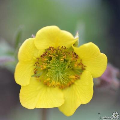 Nagelkruid - Geum 'Lemon Drops'