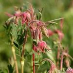 Geum trifolium - Nagelkruid