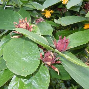 Calycanthus floridus