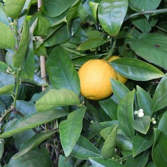 Citrus sinensis