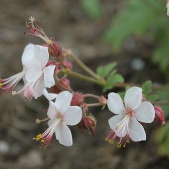 Geranium macrorrhizum 'Spessart'