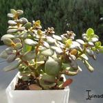 Crassula ovata 'Minor' - Vetplant