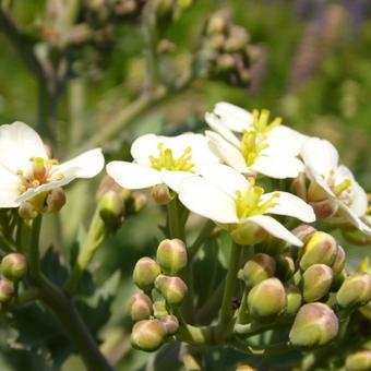 Crambe maritima