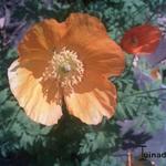 Papaver nudicaule - IJslandse papaver