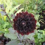 Dahlia 'Karma Choc' - Dahlia