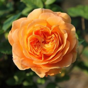 Rosa 'Crown Princess Margareta'