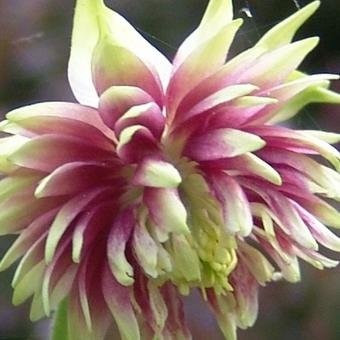 Aquilegia hybride