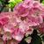 Hydrangea macrophylla 'Sweet Fantasy Pink'