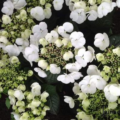 Hortensia - Hydrangea macrophylla 'Teller White'