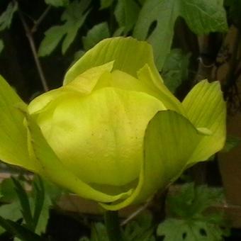 Trollius europaeus