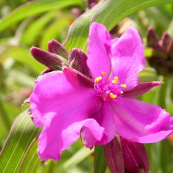 Tradescantia andersoniana 'Red Grape'