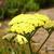 Achillea 'Taygetea'