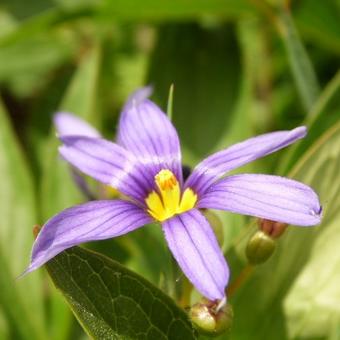 Sisyrinchium angustifolium