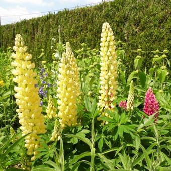 Lupinus russell 'Chandelier'