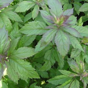 Eupatorium cannabinum 'Plenum'