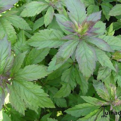 Koninginnenkruid - Eupatorium cannabinum 'Plenum'