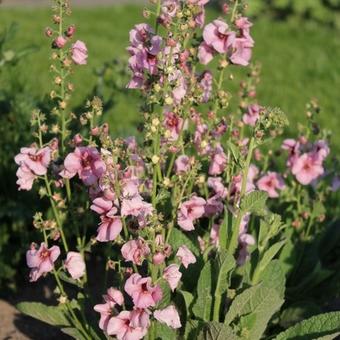 Verbascum 'Jackie'