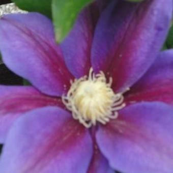 Clematis 'Barbara Jackman'