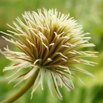 Clematis 'Guernsey Cream'