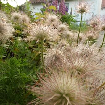 Pulsatilla vulgaris