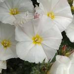 Convolvulus cneorum - Zilverwinde - Convolvulus cneorum