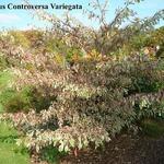 Cornus controversa 'Variegata' - Reuzenkornoelje