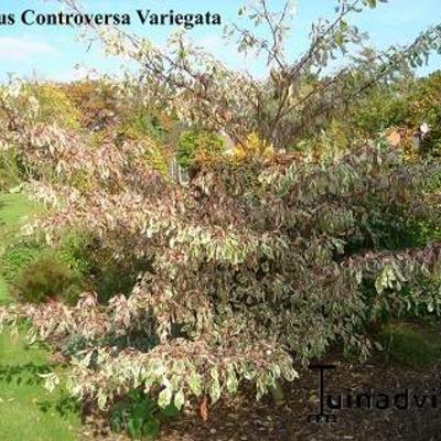 Reuzenkornoelje - Cornus controversa 'Variegata'