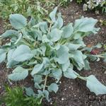 Mertensia maritima - Oesterblad