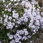 Phlox subulata 'Bavaria' - Kruipphlox