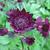 Astrantia major 'Claret'