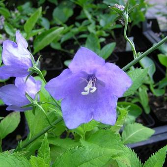 Campanula persicifolia 'Coerulea'