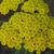 Achillea 'Moonshine'