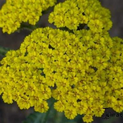 Duizendblad - Achillea 'Moonshine'