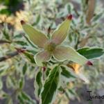 Cornus kousa 'Eva's Beauty' - Japanse kornoelje