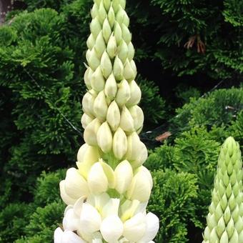 Lupinus 'TUTTI FRUTTI' hybrids