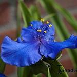 Tradescantia andersoniana 'Bärbel' - Eéndagsbloem