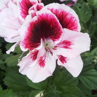 Pelargonium grandiflorum