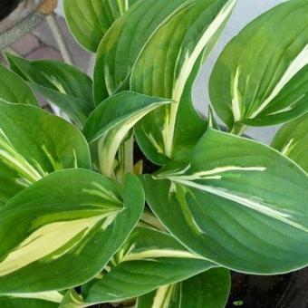 Hosta 'Clifford's Stingray'