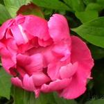 Paeonia lactiflora 'Little Medicine Man' - Pioen