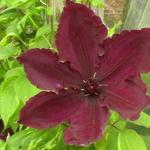 Clematis 'Honora' - Bosrank