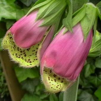 Digitalis purpurea 'Gloxiniiflora'